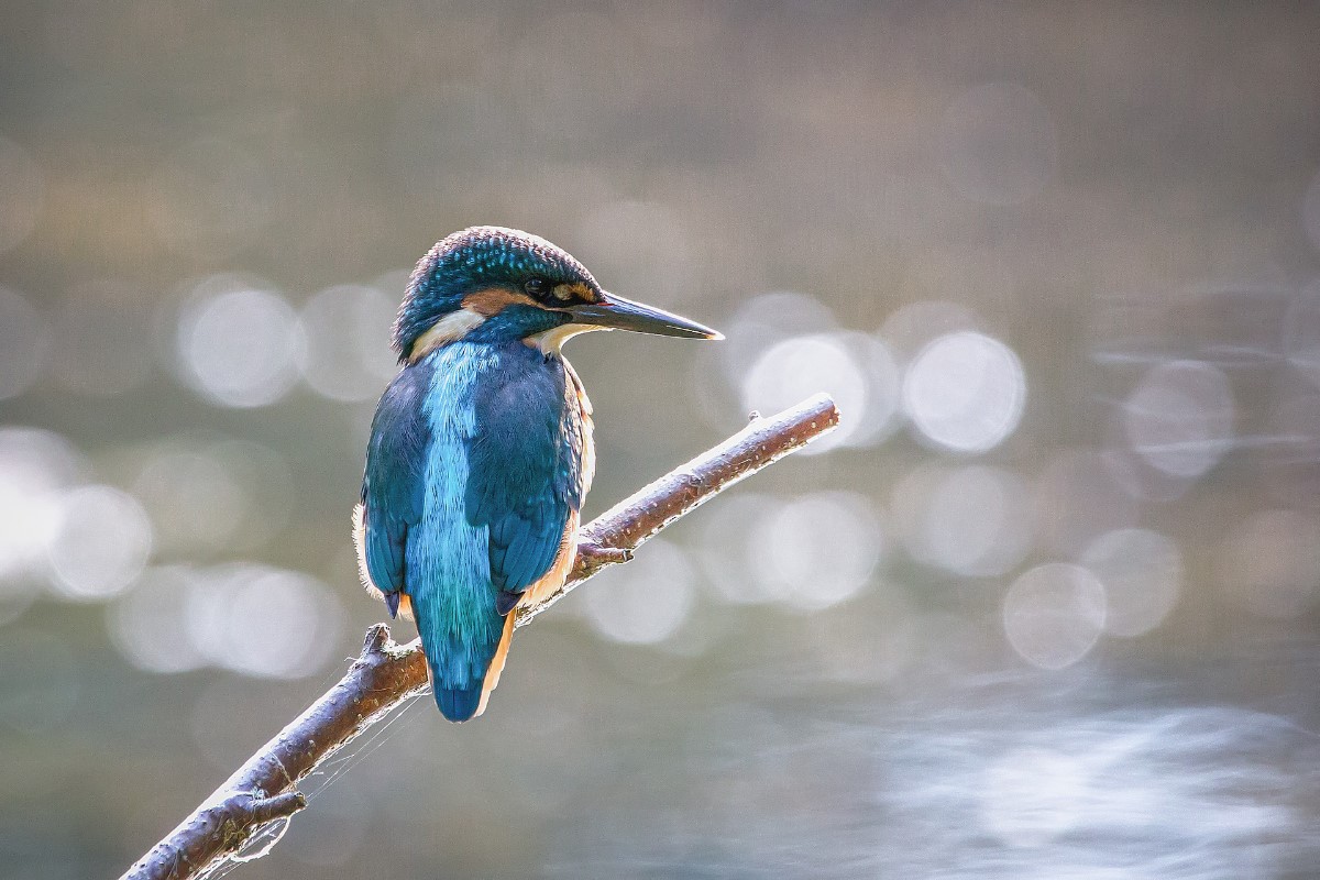 ijsvogel_1200